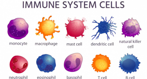 Cellule Natural Killer e Memoria Immunitaria: Nuovi Orizzonti per la Terapia Clinica